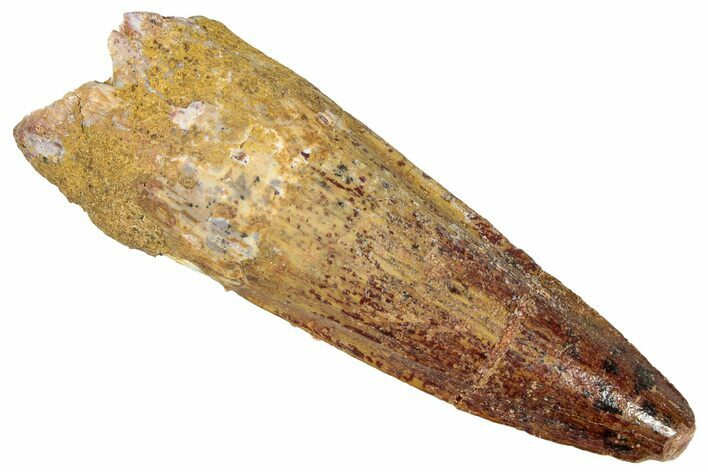 Fossil Spinosaurus Tooth - Real Dinosaur Tooth #301290